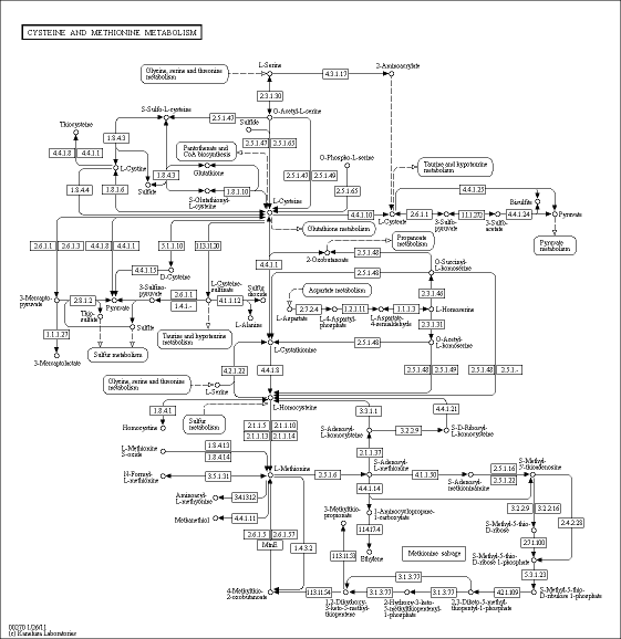 Cell Cycle