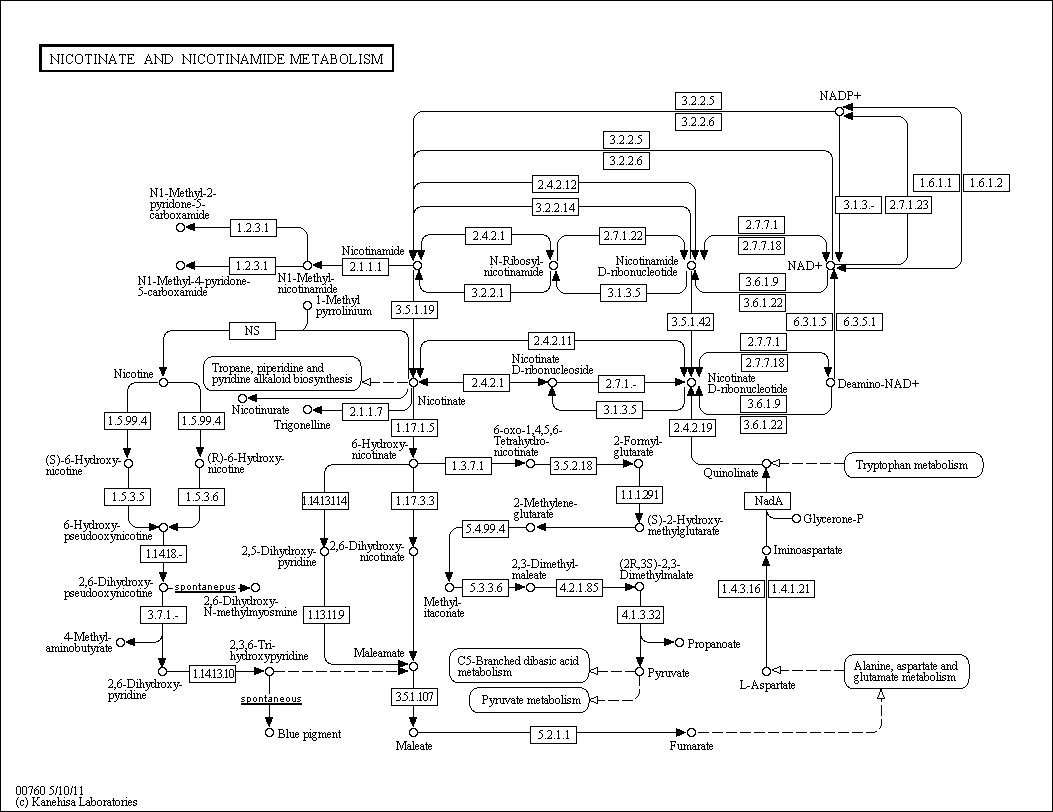 Cell Cycle