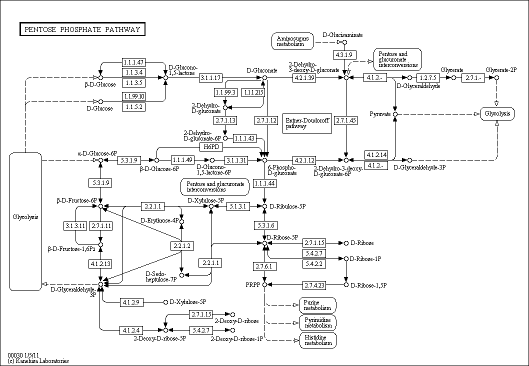 Cell Cycle