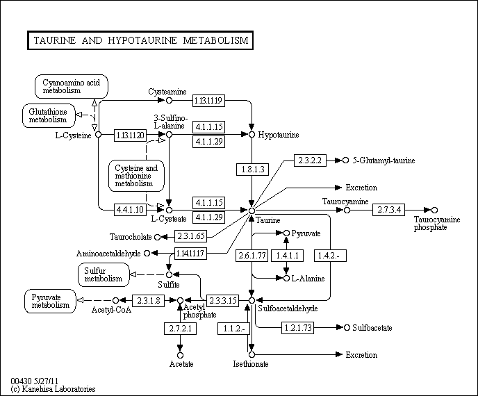 Cell Cycle