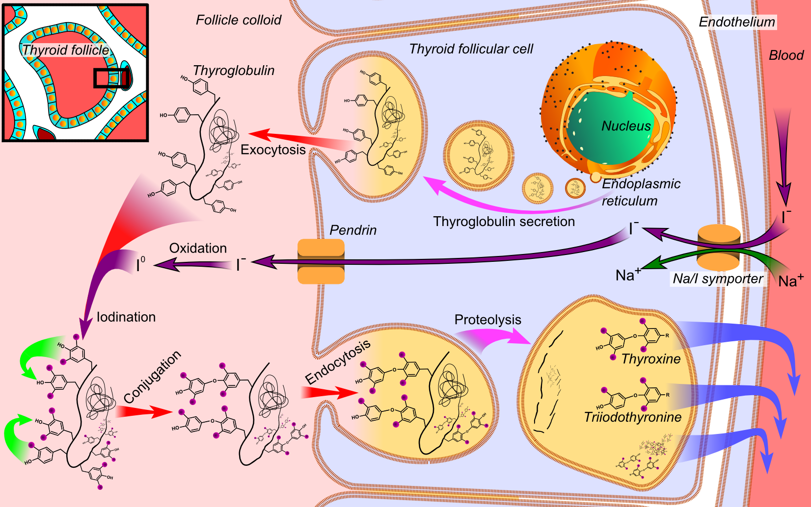 Cell Cycle