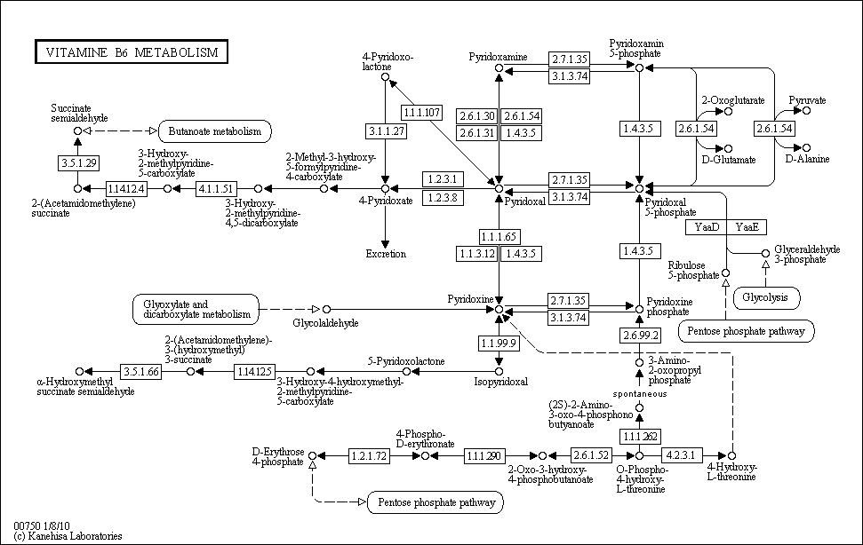 Cell Cycle