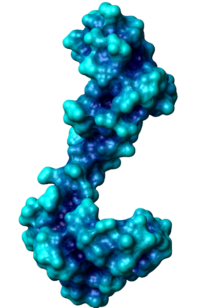 Calmodulin surface 1cll